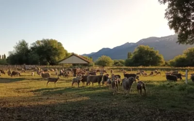 Las estancias de los Benetton, vistas desde adentro: cómo producen carne, lana y madera sobre 356 mil hectareas en la Patagonia