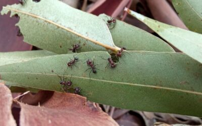 Estudian el manejo de hormigas cortadoras en plantaciones forestales