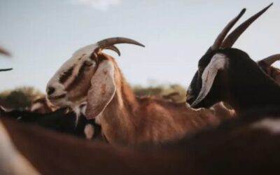 Un manejo apropiado lleva las bondades de la leche caprina a más consumidores