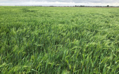 Las lluvias mejoran la condición hídrica de los cereales de invierno del Centro y Sur del Área  Agrícola