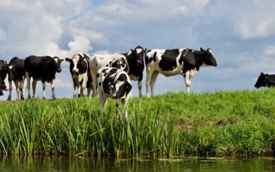 Alternativas para optimizar el aprovechamiento del nitrógeno del pasto