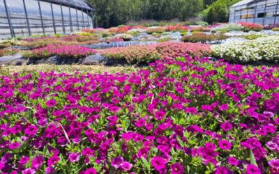 Las plantas y las flores nativas ganan protagonismo en los jardines