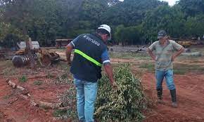 Corrientes: Se erradicaron plantas cítricas por incumplir las normas de prevención del HLB