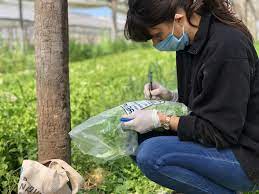 Acciones para afianzar la sanidad y la inocuidad de los alimentos de origen vegetal