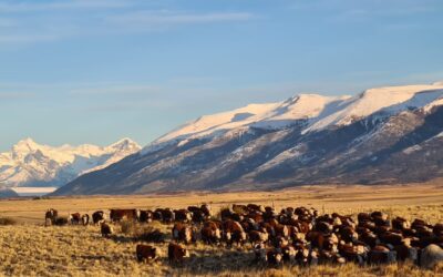 Pautas y recomendaciones para el bienestar animal durante la temporada de invierno