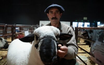 Después de casi medio siglo vuelve la genética inglesa de los ovinos Hampshire Down a la Expo Rural