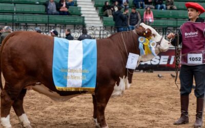 La Expo Rural 2023 tuvo un remate récord de una vaca Braford: la compró un productor y dirigente de la AFA