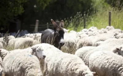 Prueba piloto: la zona en donde incorporan burros “guardianes” para proteger a las ovejas de los perros salvajes