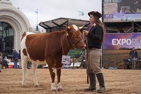 Gran presentación de la vaquillona Yoli en la pista central de La Rural