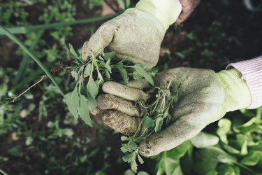 Agricultura Familiar: la importancia para el desarrollo de América Latina y el Caribe