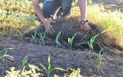 Día de la Conservación del Suelo: Celebrando la vida invisible bajo nuestros pies