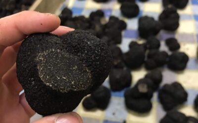 Trufas: “diamantes negros” made in Argentina