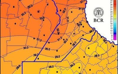 Temperaturas récord: qué efectos tienen sobre el trigo