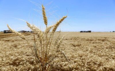 Por la sequía y la situación económica, cayó fuerte la liquidación de divisas de los agroexportadores