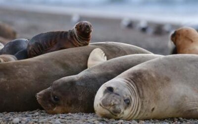 Influenza aviar: Se confirmaron brotes en lobos marinos en Buenos Aires y Río Negro