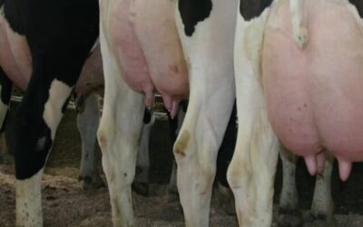 GDT: Fuerte caída en el precio internacional de la leche en polvo entera