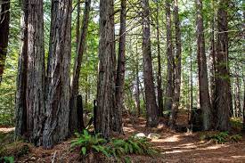 Hoy es el día del Arbol: 29 de agosto