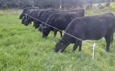 El pastoreo en la ganadería vacuna: un pilar sostenible para la producción de carne