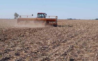 La siembra de maíz y girasol condicionada por la falta de humedad