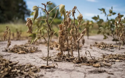 El Valor Agregado Bruto de los cultivos agrícolas cayó un 37% interanual