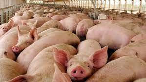 La cadena porcina sella otro récord para 2023 y un comienzo prominente en 2024