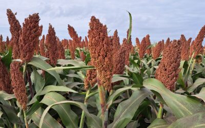 “El sorgo diversifica, sostiene y rinde”, dicen los especialistas y el maíz podría ayudarlo a crecer en China