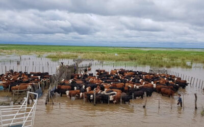 “Más de 5 millones de cabezas afectadas por la crecida del Paraná”