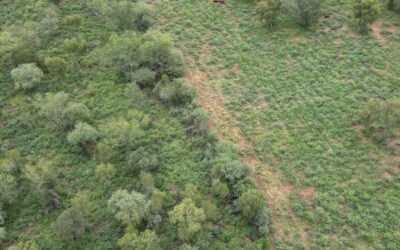 Estrategias para integrar la ganadería al ambiente de bosques nativos de Argentina.