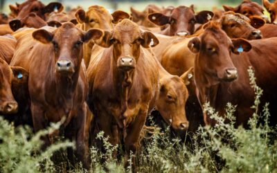 Cae la producción de carne bovina en los primeros meses del año