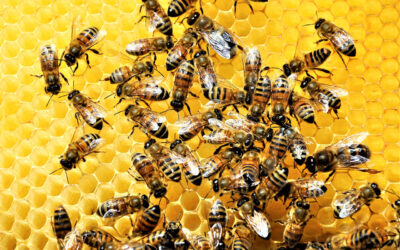 La importancia de las abejas para la Humanidad