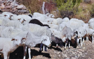Promueven la producción de ovinos en el NOA