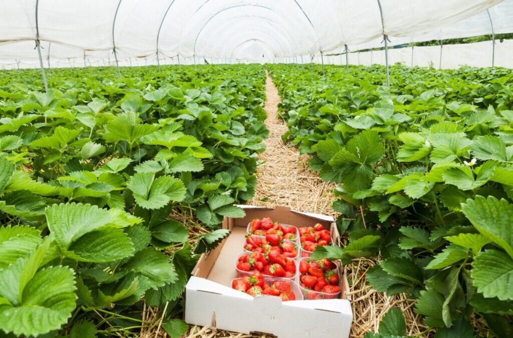 Estados Unidos: Berries ocupan el primer lugar en ventas de orgánicos