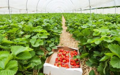 Estados Unidos: Berries ocupan el primer lugar en ventas de orgánicos
