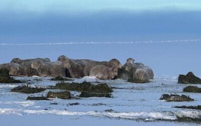 Frío dramático en la Patagonia: la nieve le impide comer a las ovejas y hay temor de mortandad