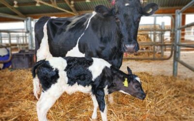Transición en vacas lecheras: pautas para maximizar la producción