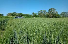 Un trigo de 53 quintales con muy poca agua, la experiencia Quiriko de un productor entrerriano