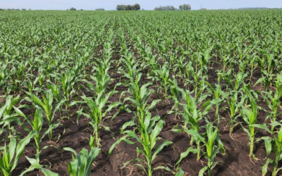 La chicharrita del maíz pondrá de relieve la importancia de los biológicos