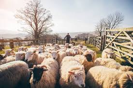 Curso “Formación de implementadores de la normativa orgánica argentina aplicado a la cadena ovina y la producción de lana”