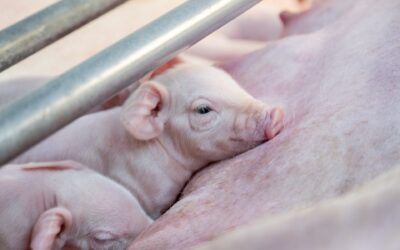 Carne de cerdo: cinco razones para aumentar su consumo