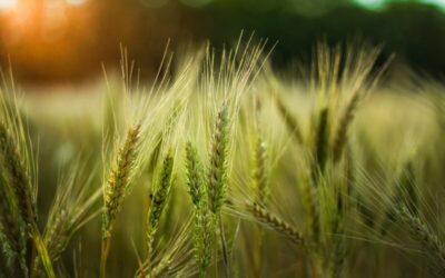 La Pampa. Avanza la siembra de trigo y se espera la mayor superficie de las últimas cuatro campañas