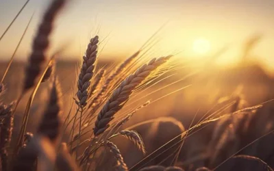 Siembra de trigo a pleno: se sembraron 360.000 hectáreas en una semana