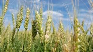 Combinan biotecnología y tecnología de trazabilidad para potenciar el cultivo de trigo sustentable