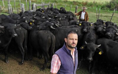 Carne de búfalo, una alternativa productiva para conservar los humedales