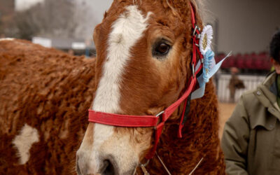 Curly Horse, los caballos con rulo que estuvieron al borde de la extinción y hoy sólo quedan 40 en Argentina