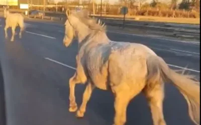 Caballos sueltos en Panamericana: fueron recuperados sin lesiones y se investigarán las causas del incidente