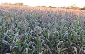 Tras las heladas registradas, se acelera la cosecha de maíz