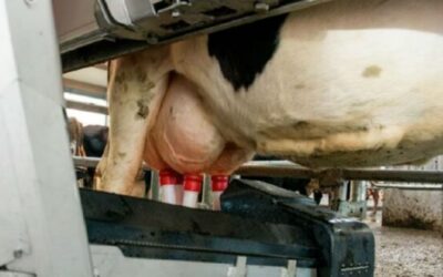 Otorgan el primer crédito en litros de leche en Argentina para la compra de un sistema robótico