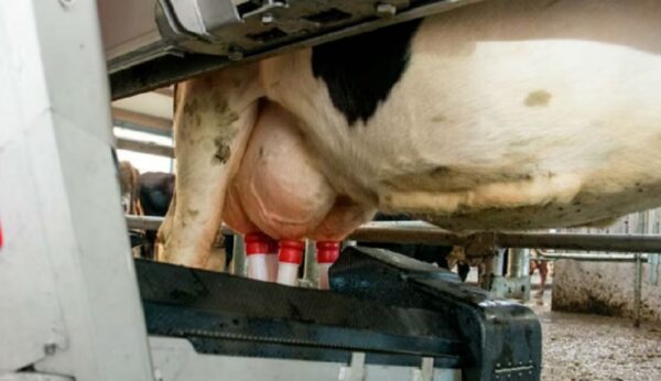 Otorgan el primer crédito en litros de leche en Argentina para la compra de un sistema robótico