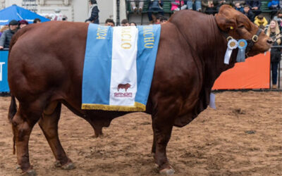 “Caldén”, el primer Gran Campeón de la raza cordobesa San Ignacio en las arenas de Palermo