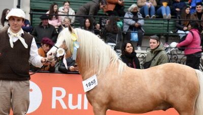 Welsh Mountain Pony y Welsh Pony, una misma raza, pero con características diferentes